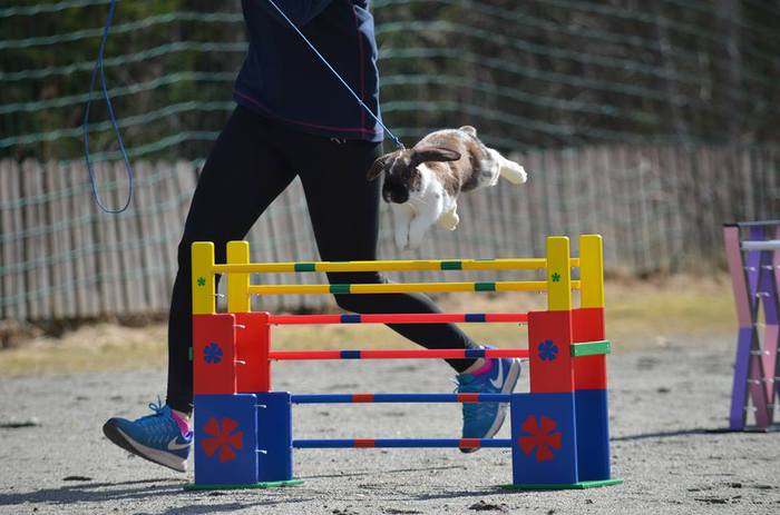 Kaninen Boudica hopper hinder i sporten kaninhopping