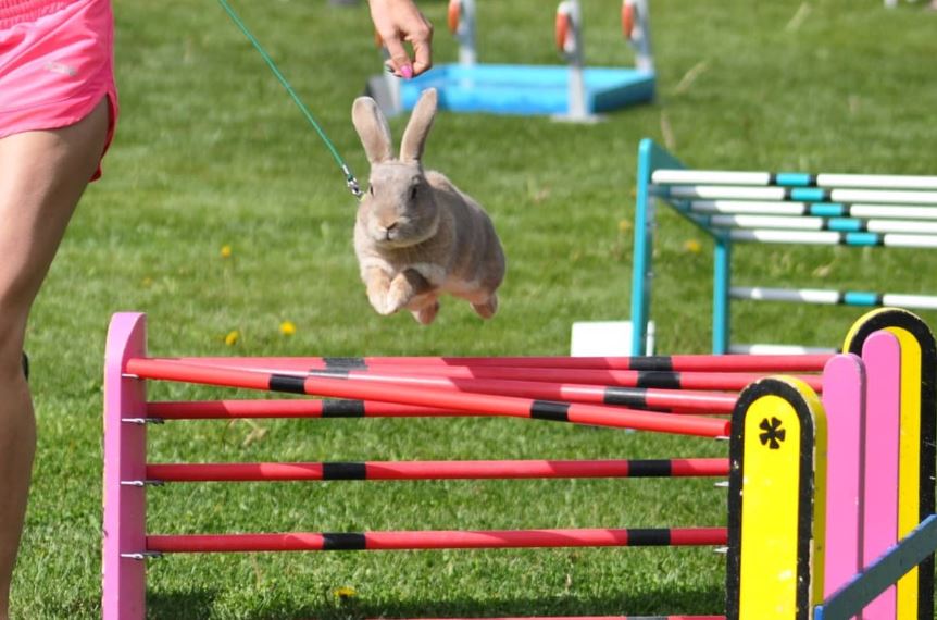 Kaninen Lucrezia hopper hinder i kaninhopping