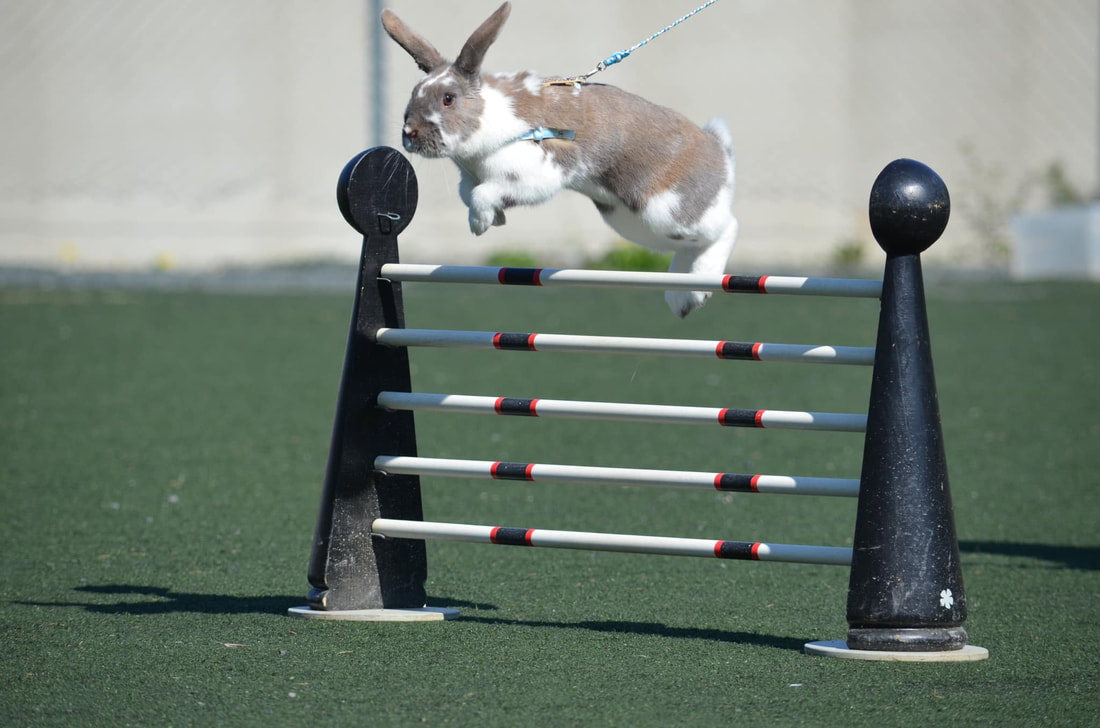 Kaninen Fraser hopper hinder på Norgesmesterskapet i kaninhopping