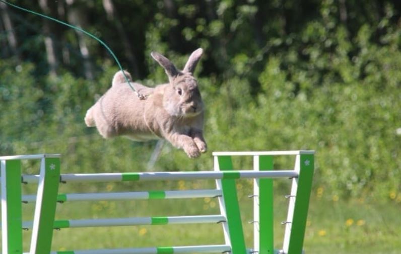 Kaninen Aurelian hopper hinder i kaninhopping