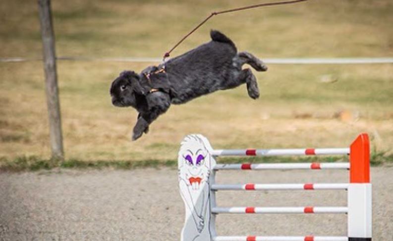 Kaninen Celine hopper banekonkurranse i kaninhopping