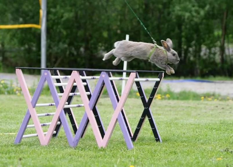 Kaninen Cerys hopper hinder på konkurranse i kaninhopping
