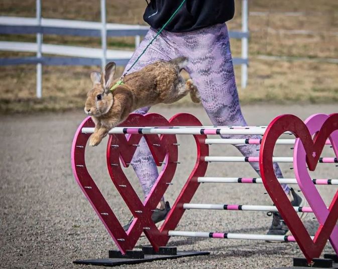 Kaninen Cirilla hopper på konkurranse i kaninhopping