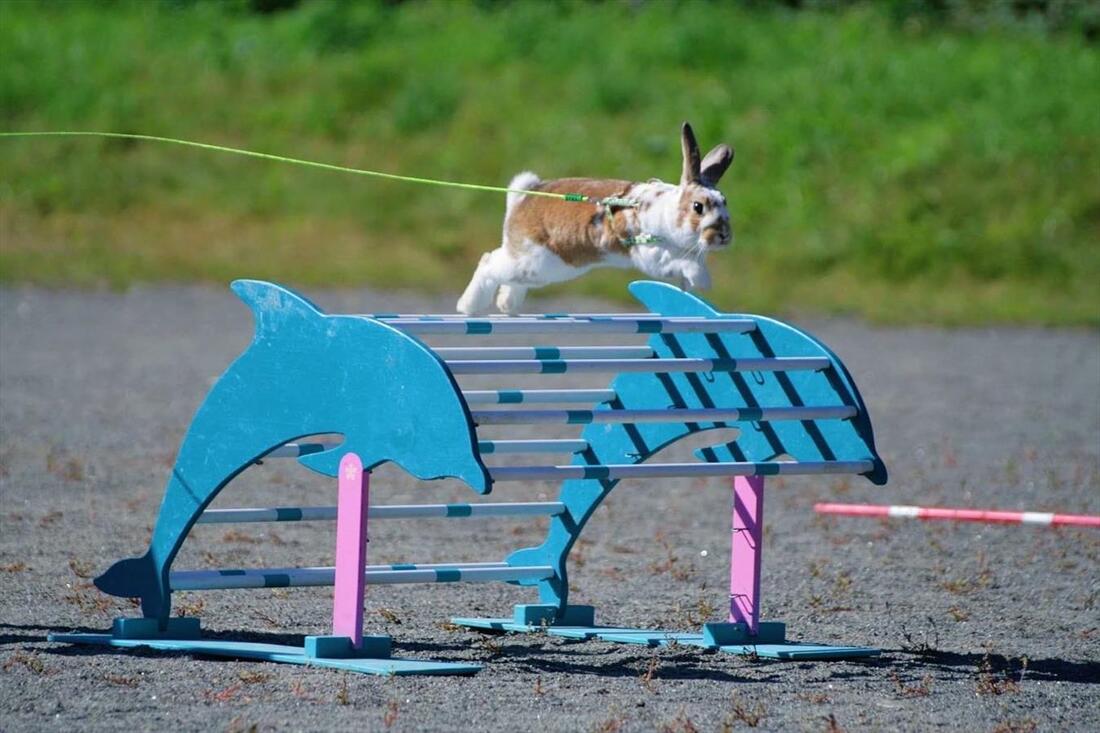 Kaninen Sune hopper hinder