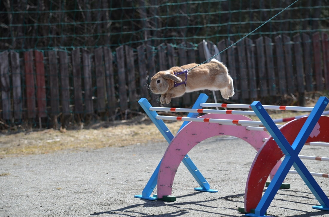 Kaninen Mikki hopper på konkurranse i kaninhopping
