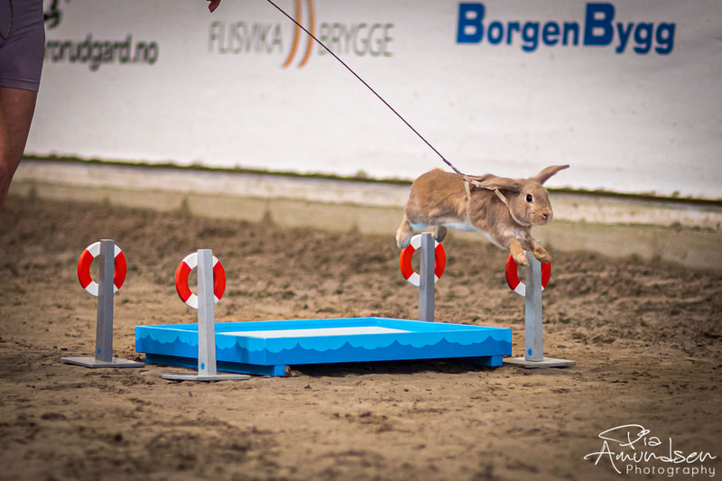 Kaninen Cirilla hopper over vanngrav på Norgesmesterskapet i kaninhopping