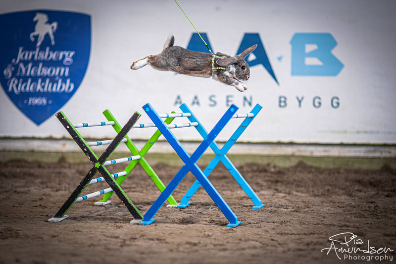 Kaninen Wilmer hopper hinder på Norgesmesterskap i kaninhopping