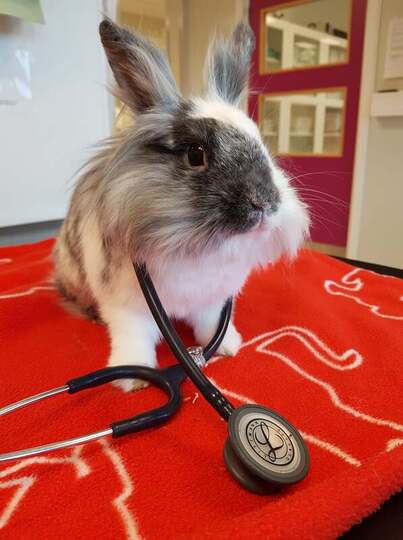 Kanin hos veterinær