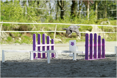 Kaninen Tera hopper lengdehopp norgesrekord 290 cm